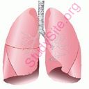 lung (Oops! image not found)